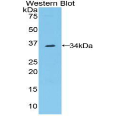 Contactin 1 (CNTN1) Human Polyclonal Antibody