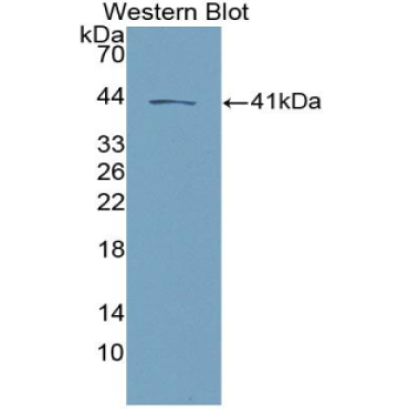 Neurokinin B (NKB) Mouse Polyclonal Antibody