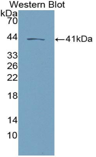 Neurokinin B (NKB) Mouse Polyclonal Antibody