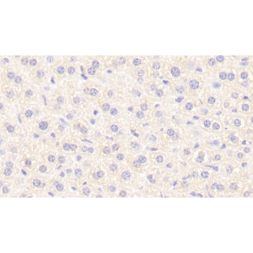 Neurotensin (NT) Mouse Polyclonal Antibody