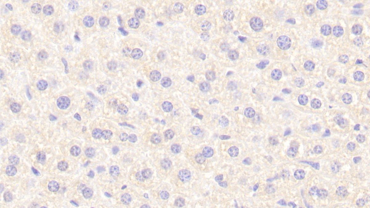 Neurotensin (NT) Mouse Polyclonal Antibody