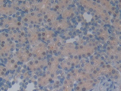 Neurotensin (NT) Rat Polyclonal Antibody