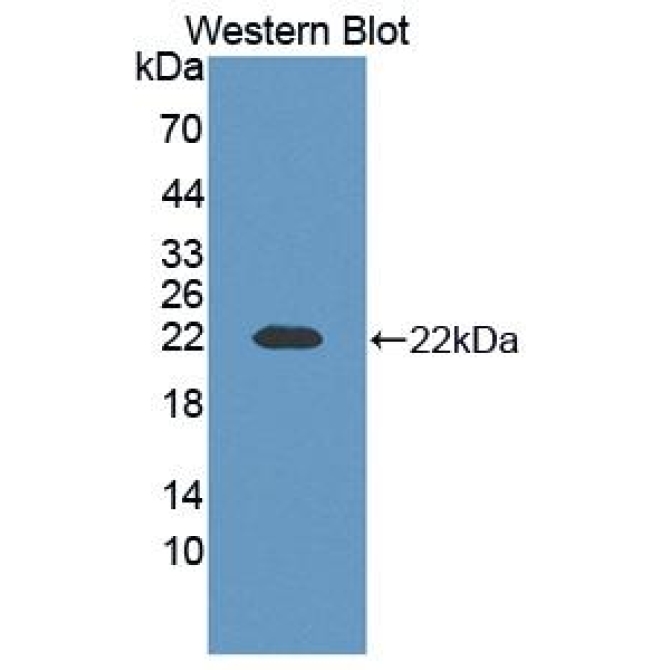 Contactin 2 (CNTN2) Human Polyclonal Antibody