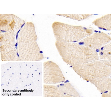 Contactin 2 (CNTN2) Mouse Polyclonal Antibody