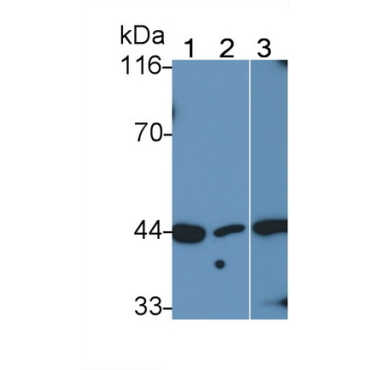 Mitogen Activated Protein Kinase 14 (MAPK14) Human Polyclonal Antibody