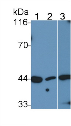 Mitogen Activated Protein Kinase 14 (MAPK14) Human Polyclonal Antibody