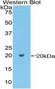 C-Type Lectin Domain Family 2, Member C (CLEC2C) Rat Polyclonal Antibody