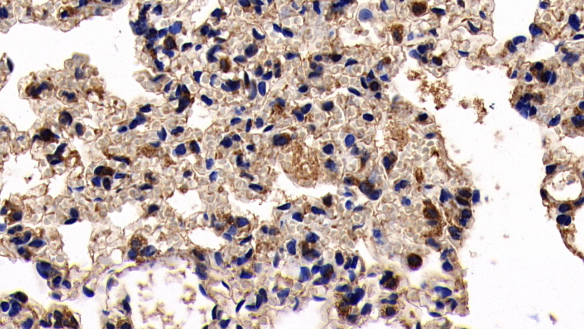 C-Type Lectin Domain Family 2, Member C (CLEC2C) Rat Polyclonal Antibody