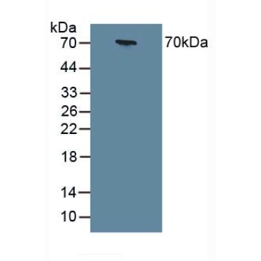 Chromogranin A (CHGA) Human Polyclonal Antibody