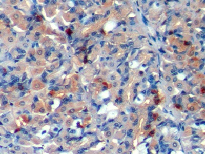 Chromogranin A (CHGA) Pig Polyclonal Antibody
