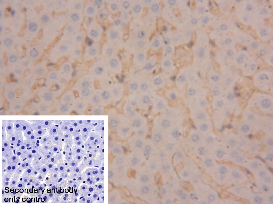 Fibrinogen Beta Chain (FGB) Rat Polyclonal Antibody