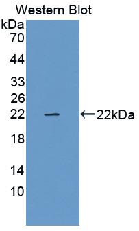 Relaxin (RLN) Rat Polyclonal Antibody