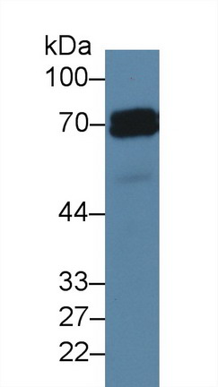 Alkaline Phosphatase, Placental (ALPP) Rat Polyclonal Antibody