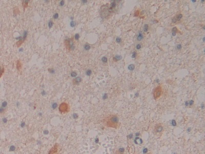 Contactin-associated protein-like 4 (CNTNAP4) Human Polyclonal Antibody