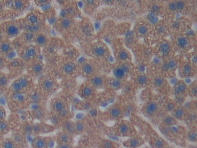 Contactin-associated protein-like 4 (CNTNAP4) Mouse Polyclonal Antibody