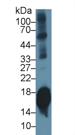 Synuclein Alpha (SNCa) Mouse Polyclonal Antibody