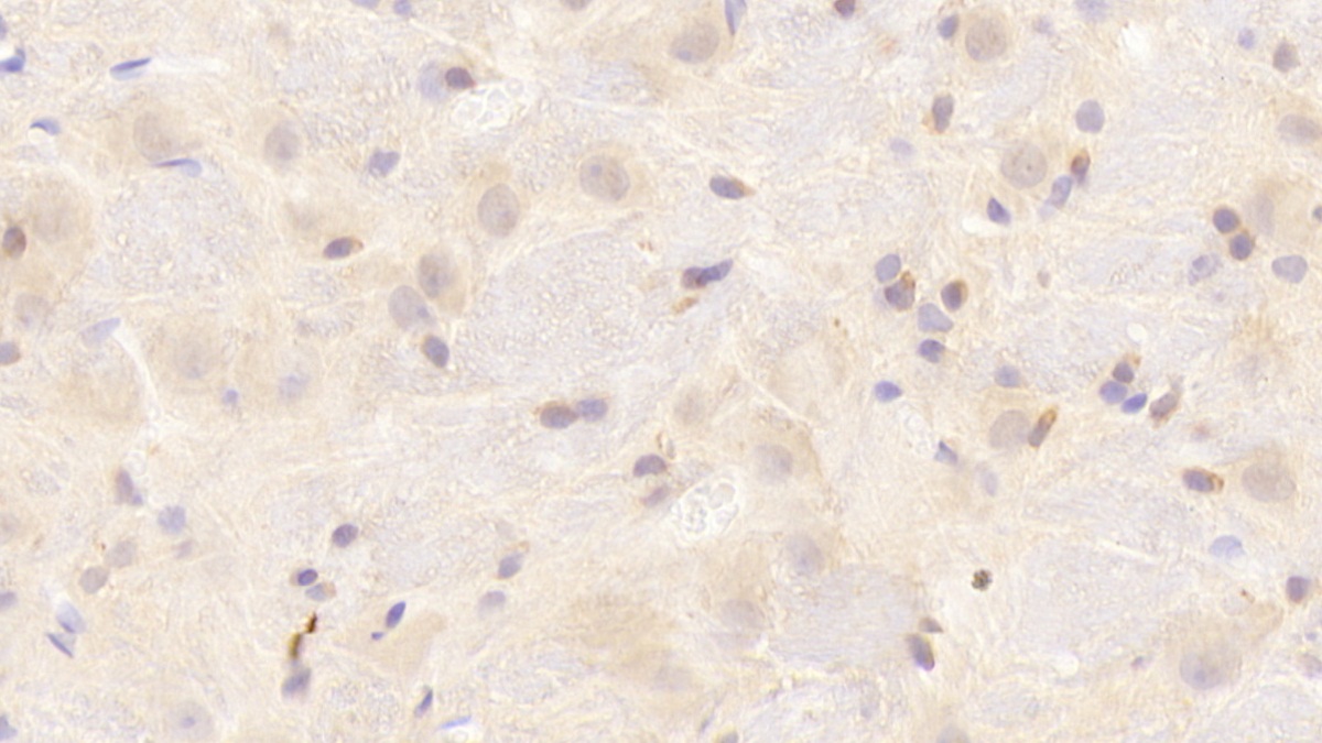 Synuclein Alpha (SNCa) Rat Polyclonal Antibody