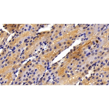 Corticosteroid Binding Globulin (CBG) Human Polyclonal Antibody