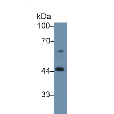 Corticosteroid Binding Globulin (CBG) Mouse Polyclonal Antibody