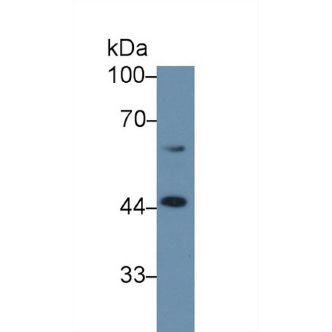Corticosteroid Binding Globulin (CBG) Mouse Polyclonal Antibody