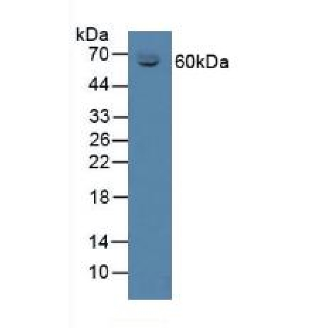 Corticosteroid Binding Globulin (CBG) Mouse Polyclonal Antibody