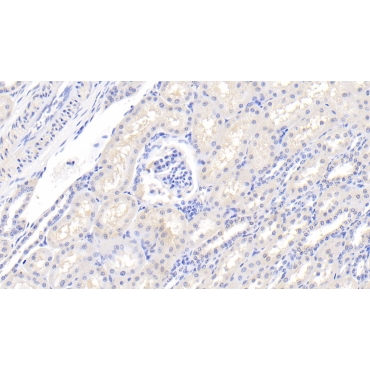 Integrin Alpha 2 (ITGa2) Bovine (Cattle) Polyclonal Antibody