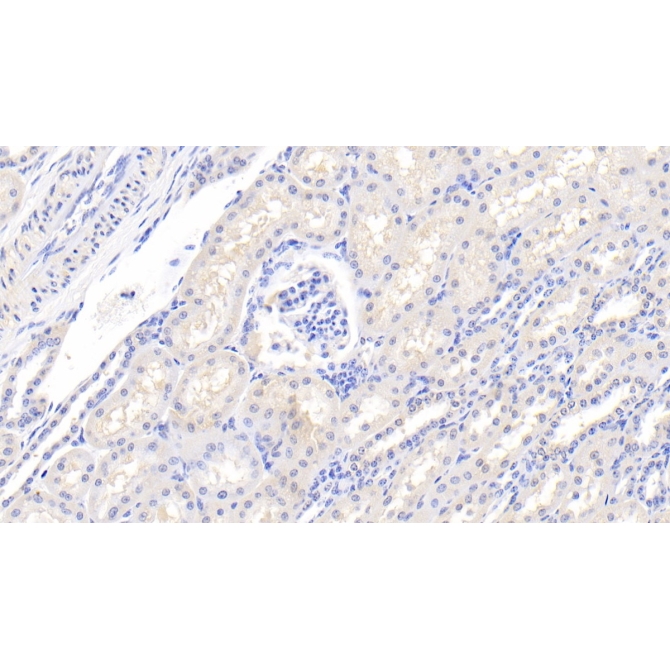 Integrin Alpha 2 (ITGa2) Bovine (Cattle) Polyclonal Antibody