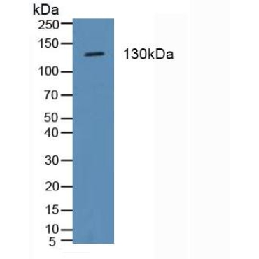 Integrin Alpha 2 (ITGa2) Human Polyclonal Antibody