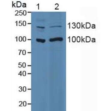 Integrin Alpha 2 (ITGa2) Human Polyclonal Antibody