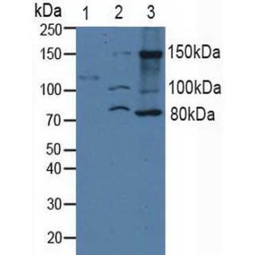 Integrin Alpha 2 (ITGa2) Human Polyclonal Antibody