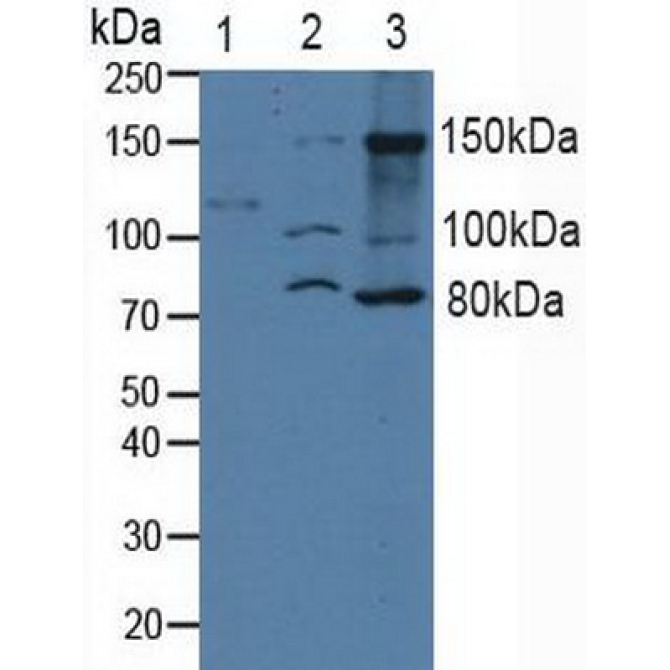 Integrin Alpha 2 (ITGa2) Human Polyclonal Antibody