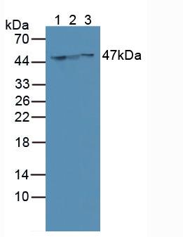 Cytokeratin 18 (CK18) Rat Polyclonal Antibody
