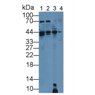 Cyclin Dependent Kinase 4 (CDK4) Mouse Polyclonal Antibody
