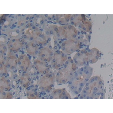 Bactericidal/Permeability Increasing Protein (BPI) Mouse Polyclonal Antibody