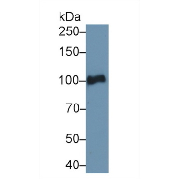 Plasminogen (Plg) Mouse Polyclonal Antibody