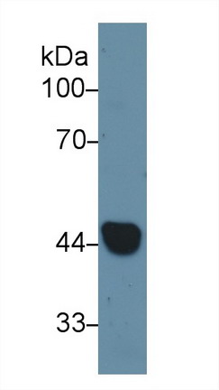 Cytokeratin 19 (CK19) Rat Polyclonal Antibody