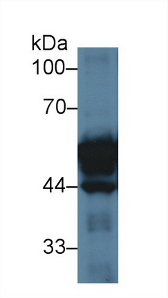 Cytokeratin 20 (CK 20) Rat Polyclonal Antibody