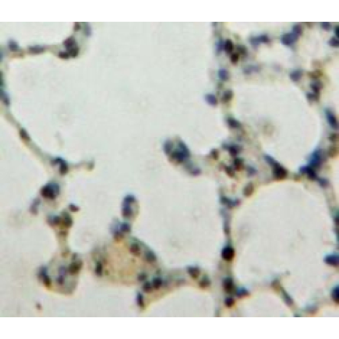 Kruppel Like Factor 4, Gut (KLF4) Human Polyclonal Antibody