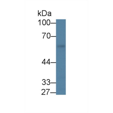 Kruppel Like Factor 4, Gut (KLF4) Mouse Polyclonal Antibody