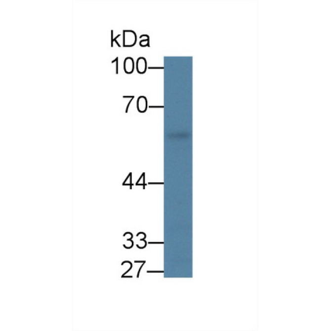 Kruppel Like Factor 4, Gut (KLF4) Mouse Polyclonal Antibody