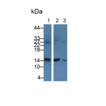 Heart-type Fatty Acid Binding Protein (H-FABP) Bovine (Cattle) Polyclonal Antibody