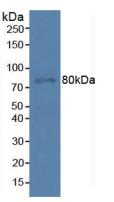 Programmed Cell Death Protein 6 Interacting Protein (PDCD6IP) Human Polyclonal Antibody