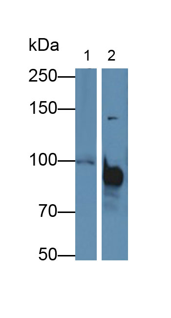 Programmed Cell Death Protein 6 Interacting Protein (PDCD6IP) Mouse Polyclonal Antibody