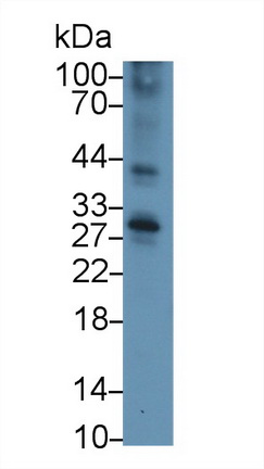 Tumor Necrosis Factor Receptor Superfamily, Member 5 (CD40) Mouse Polyclonal Antibody