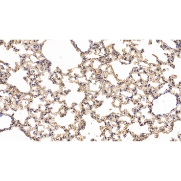 Cluster Of Differentiation 73 (CD73) Mouse Polyclonal Antibody