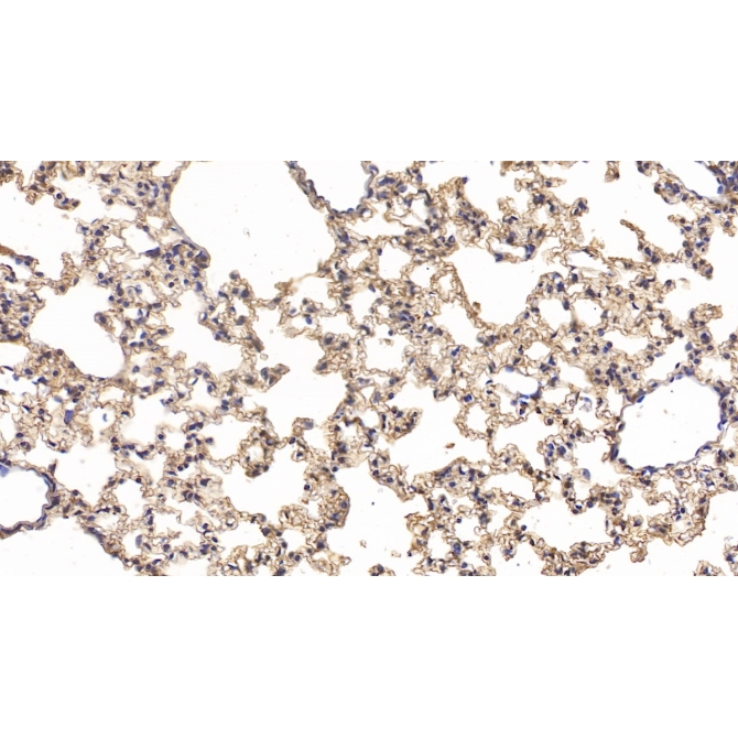 Cluster Of Differentiation 73 (CD73) Mouse Polyclonal Antibody