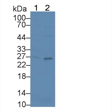 Tumor Necrosis Factor Ligand Superfamily, Member 7 (TNFSF7) Human Polyclonal Antibody
