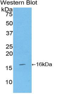 Tumor Necrosis Factor Ligand Superfamily, Member 7 (TNFSF7) Mouse Polyclonal Antibody