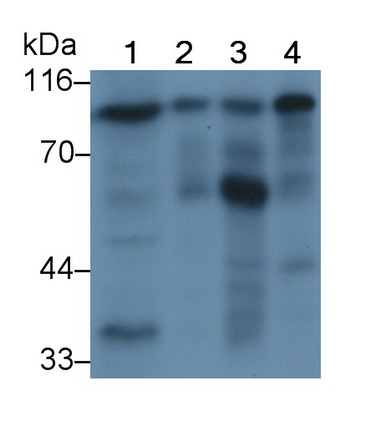 Angiostatin (ANG) Rat Polyclonal Antibody