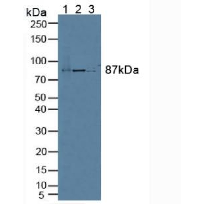 Elongin A (ELOA) Mouse Polyclonal Antibody